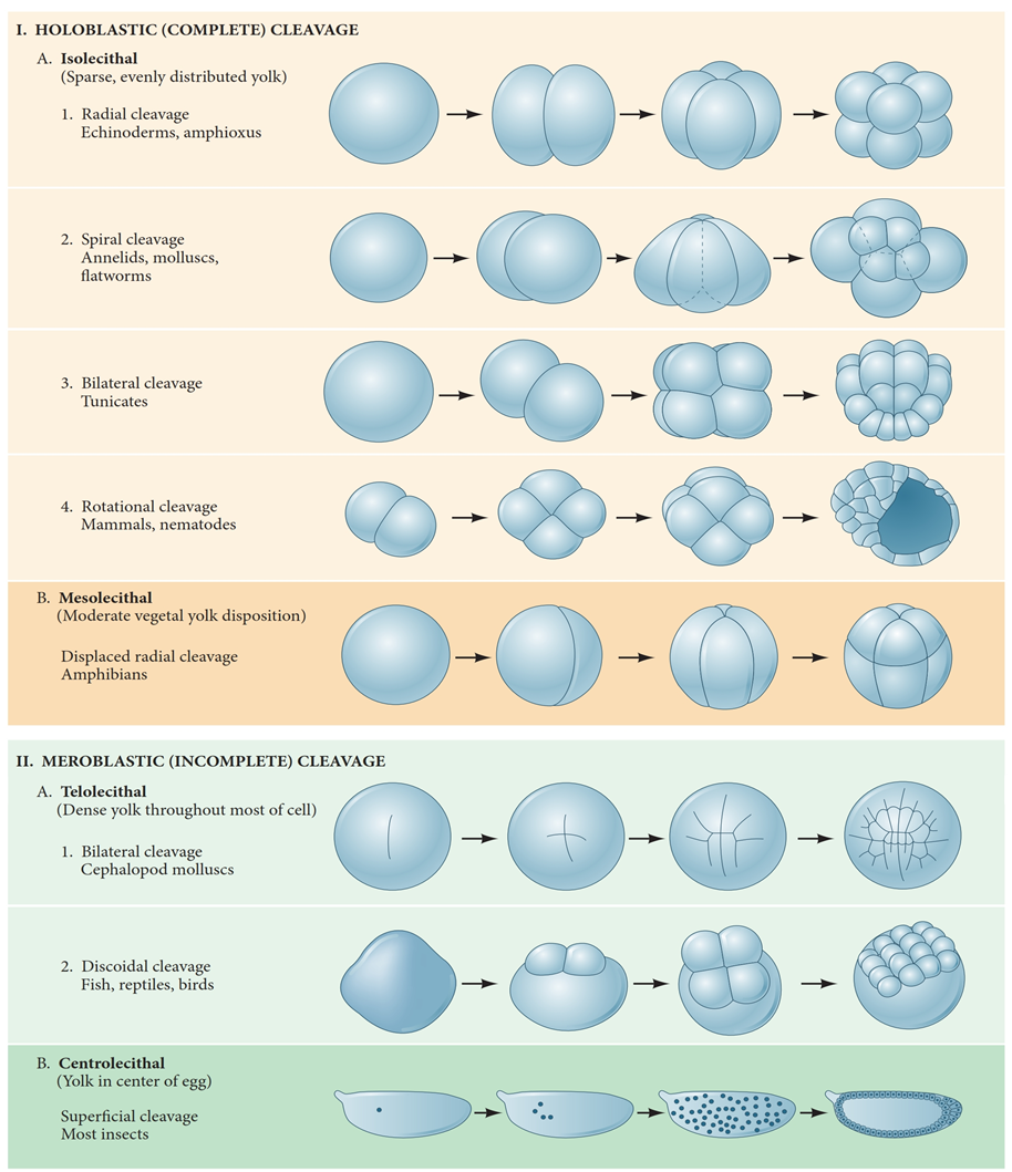 Cleavage pattern of centrolecithal eggs - NET Life Sciences