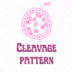Cleavage pattern of centrolecithal eggs
