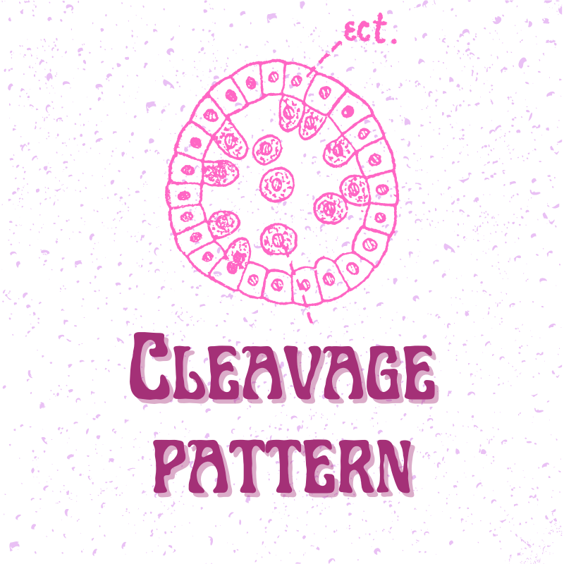 Cleavage pattern of centrolecithal eggs