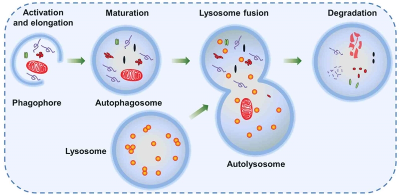 Mechanism of autophagy