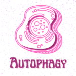 Mechanism of autophagy