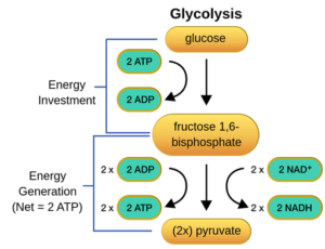 glycolysis