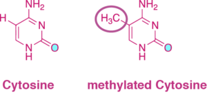 dna methylation