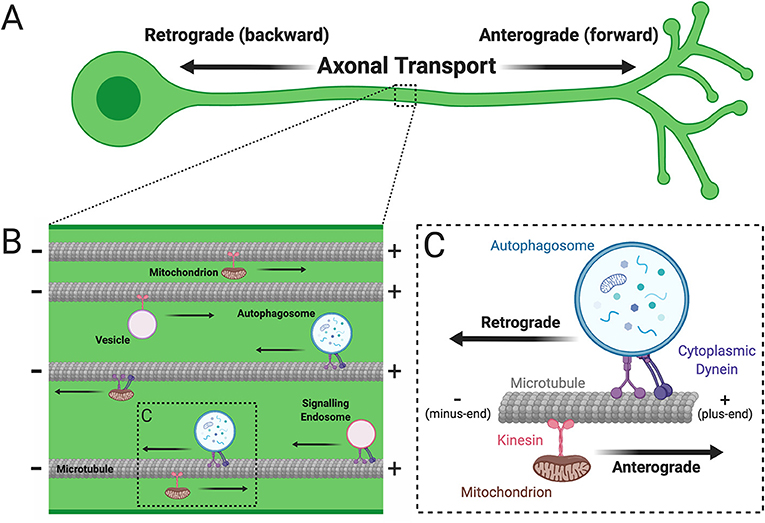 anterograde axonal transport
