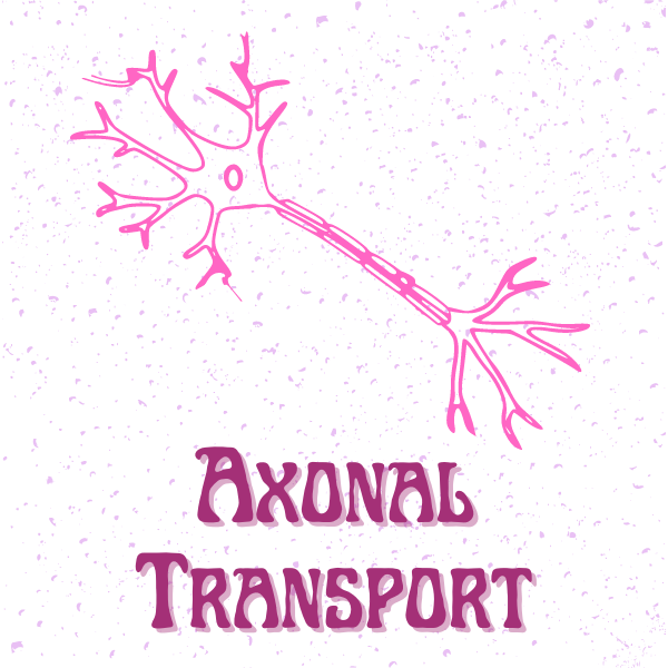 anterograde axonal transport