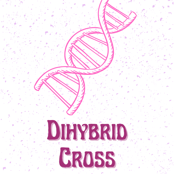 dihybrid cross