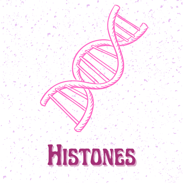 histones and transcriptional repression